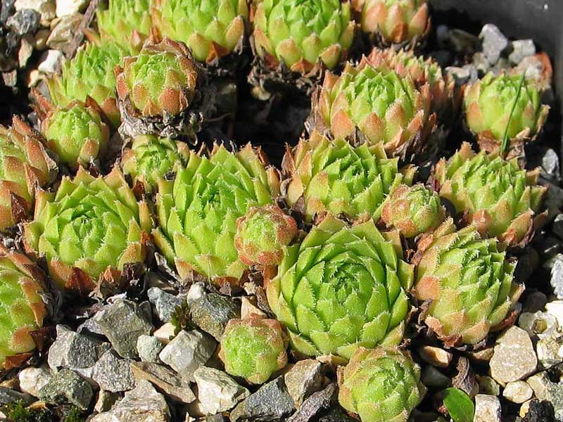 barbulatum from Morteratsch