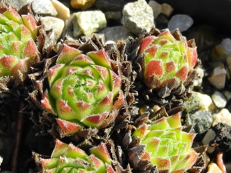 barbulatum from Morteratsch
