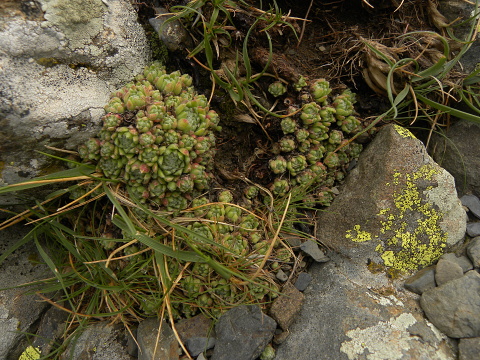 barbulatum from Port de Boucharo