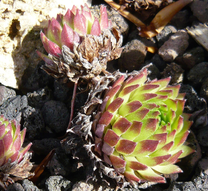 barbulatum from Val Veny