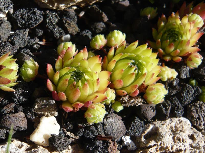 barbulatum from Val Veny
