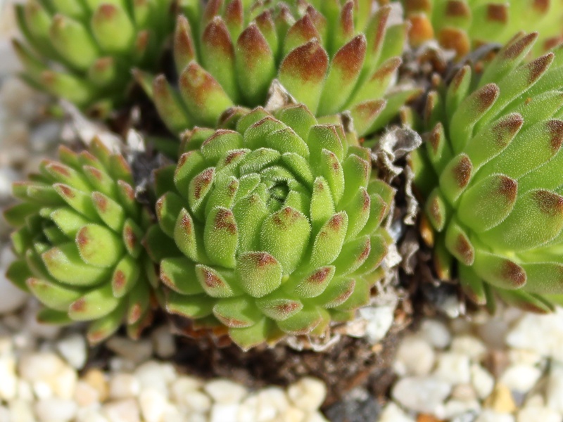 barbulatum ssp. etruscum from Corno alle Scale