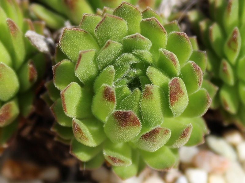 barbulatum ssp. etruscum from Corno alle Scale