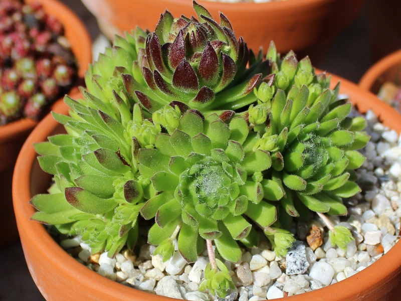 barbulatum ssp. etruscum from Corno alle Scale
