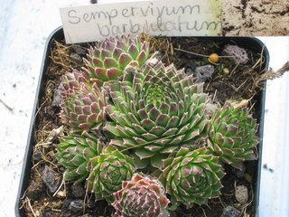 barbulatum
