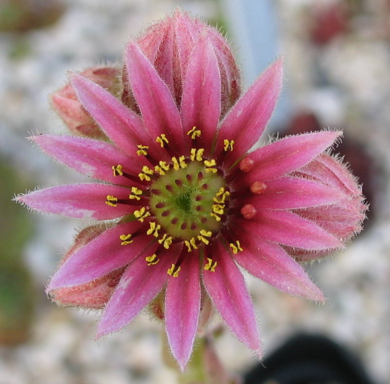 barbulatum