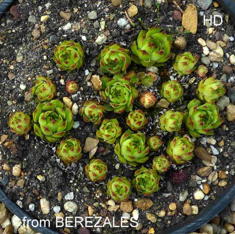 cantabricum ssp. urbionense from Berezales