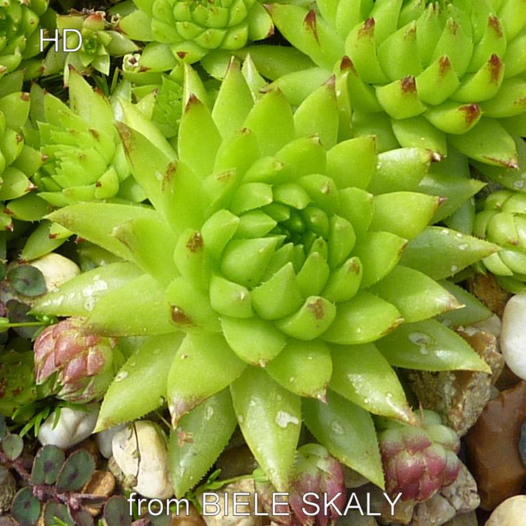 globiferum ssp. hirtum (tatrensis) from Biele Skaly