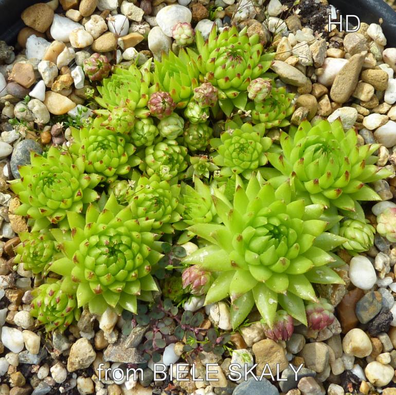 globiferum ssp. hirtum (tatrensis) from Biele Skaly