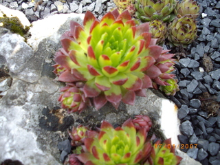 globiferum ssp. allionii from Esteng x S. glob. ssp. hirtum from Biele Karpaty SK