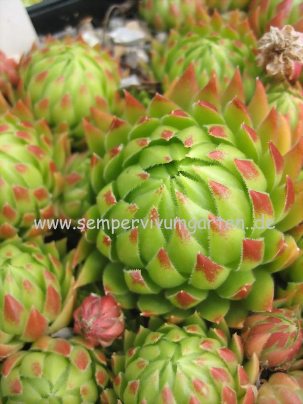 globiferum ssp. allionii from Esteng x S. glob. ssp. hirtum from Biele Karpaty SK