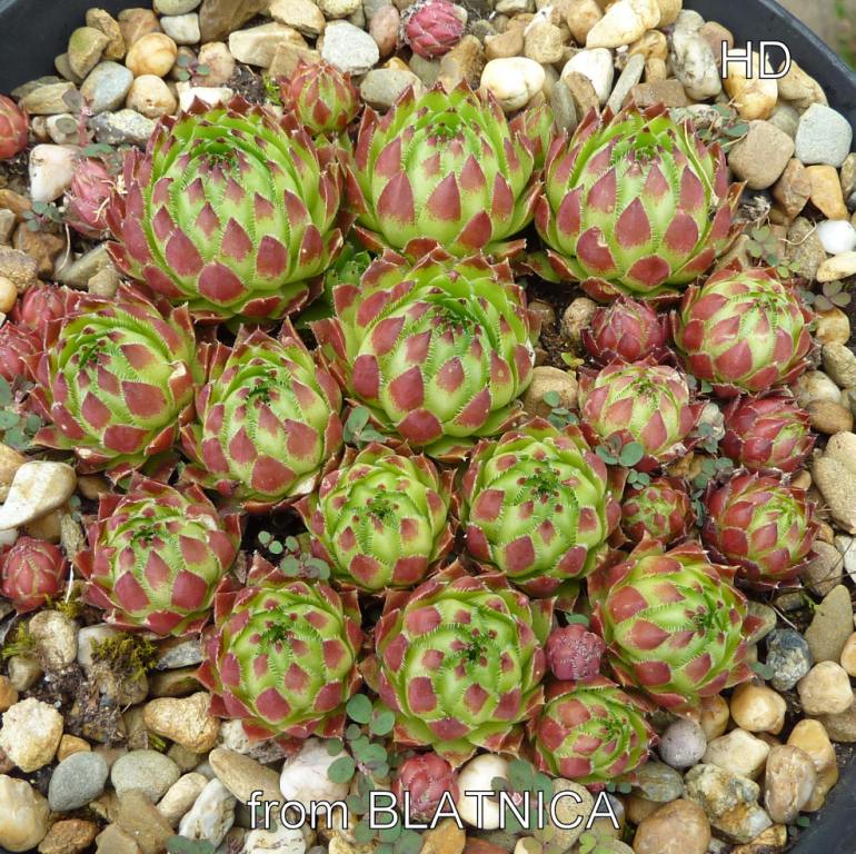 globiferum ssp. hirtum (tatrensis) from Blatnica