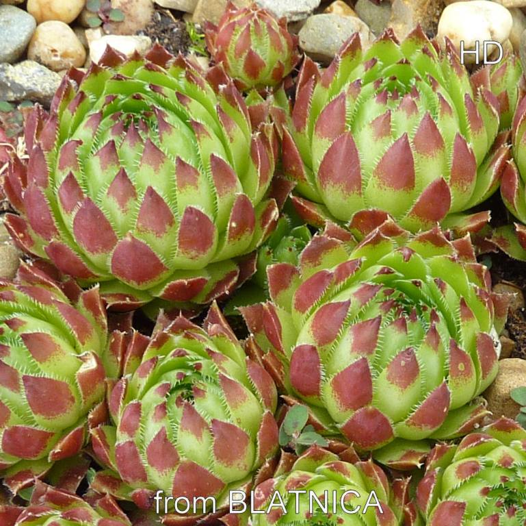 globiferum ssp. hirtum (tatrensis) from Blatnica