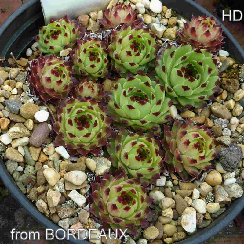 calcareum from Bourdeaux 2