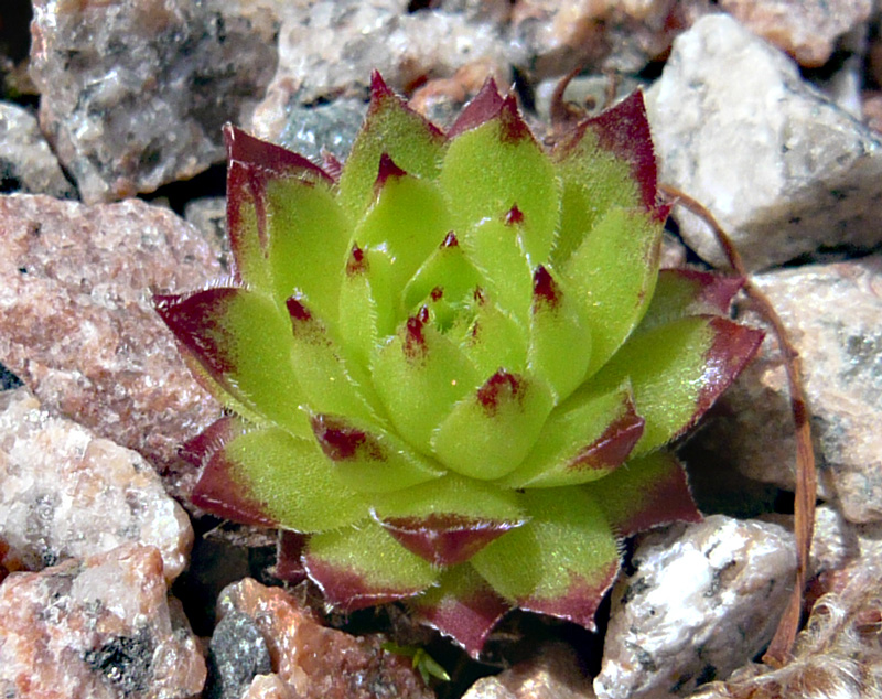 borissovae