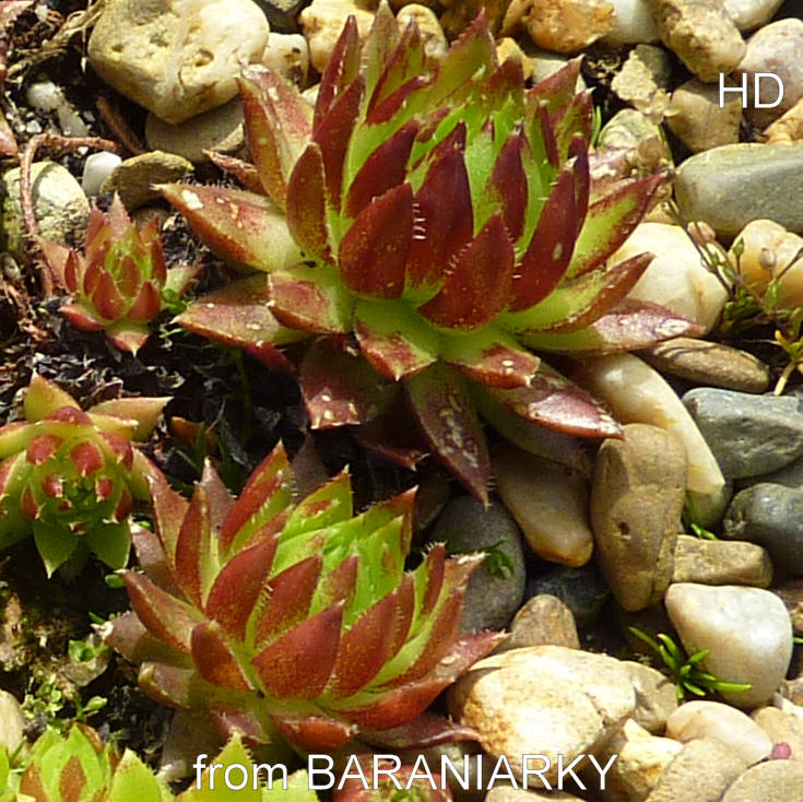 globiferum ssp. hirtum (tatrensis) from Baraniarky