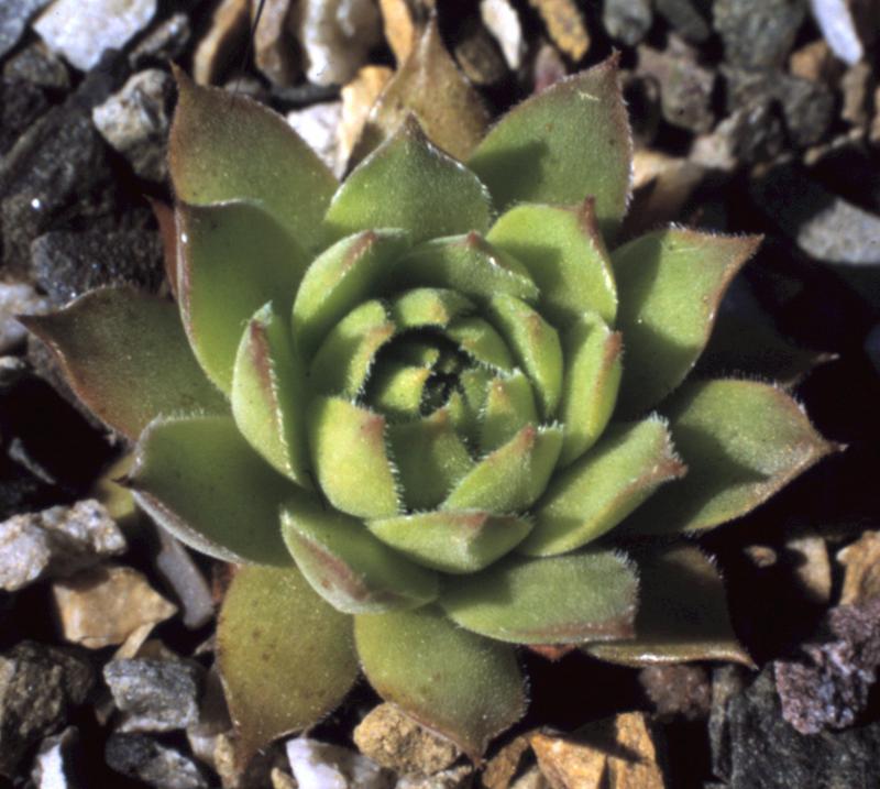 brevipilum from Sakaltutan Gecidi