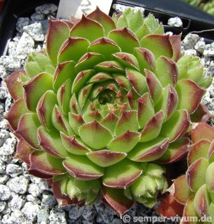 brevipilum