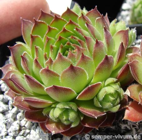 brevipilum
