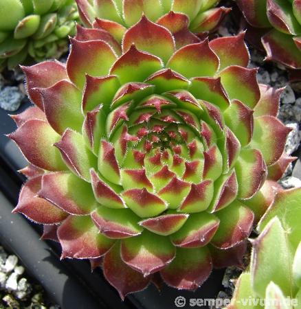 brevipilum