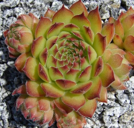 brevipilum