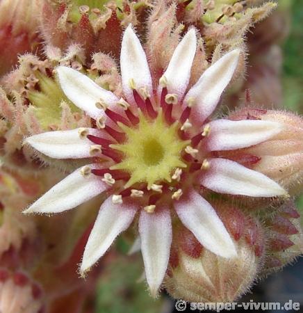 calcareum5