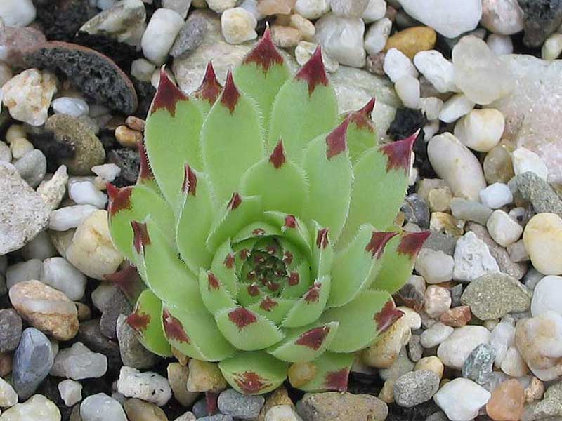 calcareum from Petite Céüse