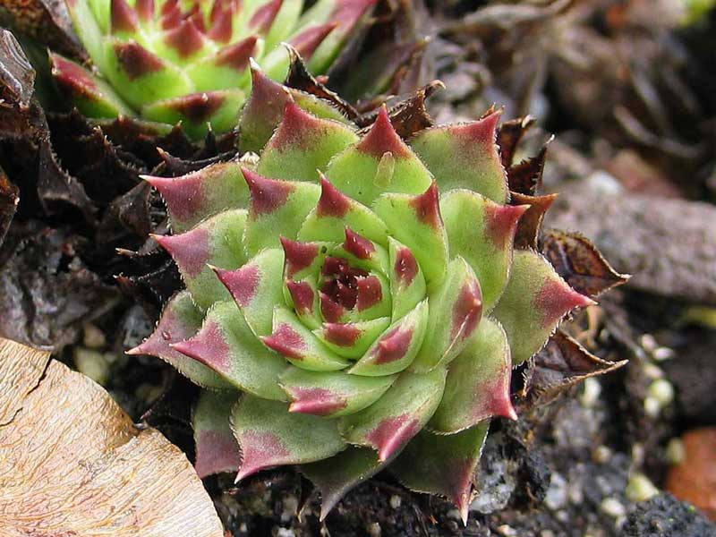 calcareum from Petite Céüse