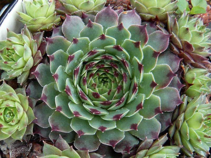 calcareum from Triora