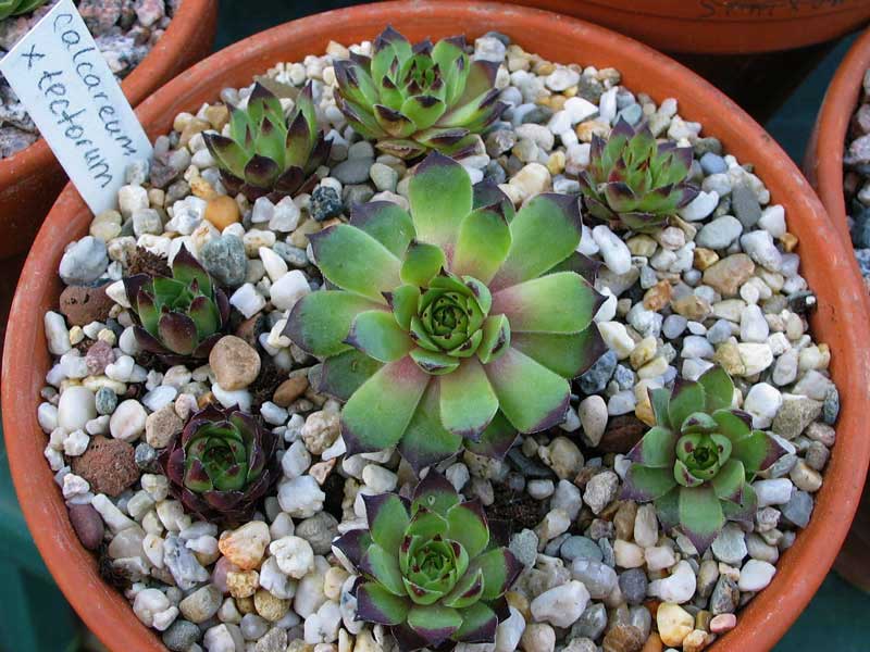 calcareum x S. tectorum