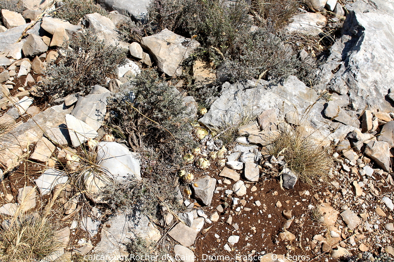 calcareum from Rocher du Caire