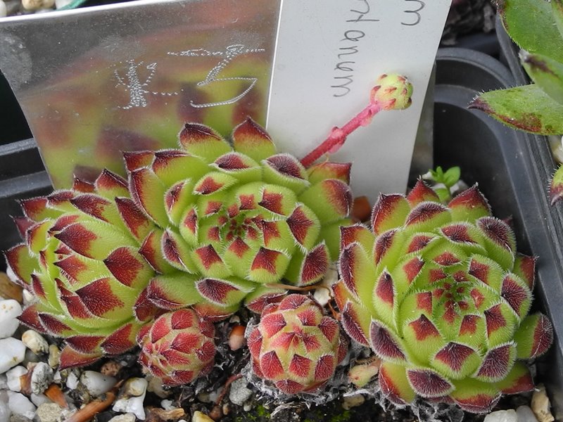 calcareum x S. montanum