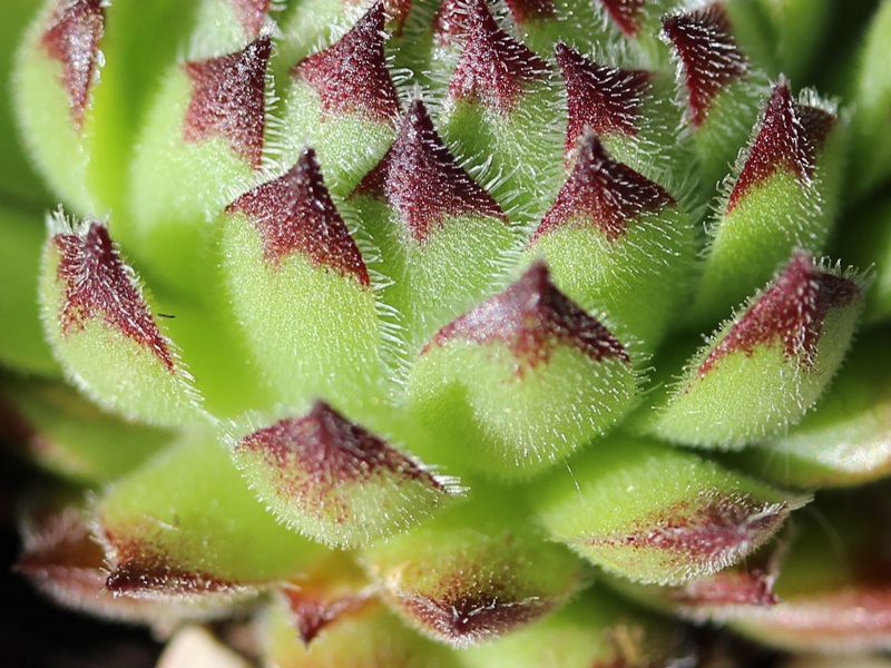 calcareum x S. montanum