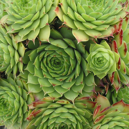 calcareum from Céüse 5