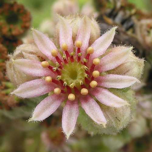 calcareum from Céüse 7