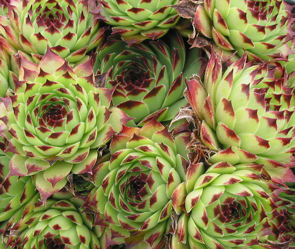 calcareum from Petite Céüse