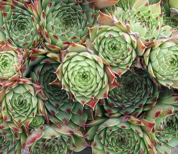 calcareum from Triora