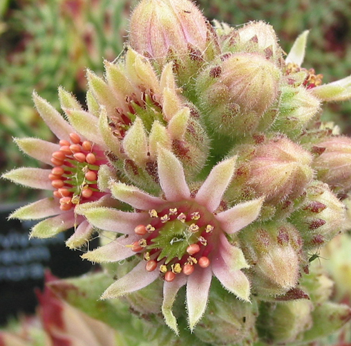 calcareum from Triora