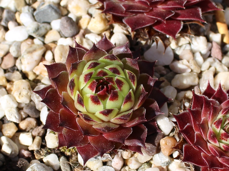 calcareum from Petite Céüse