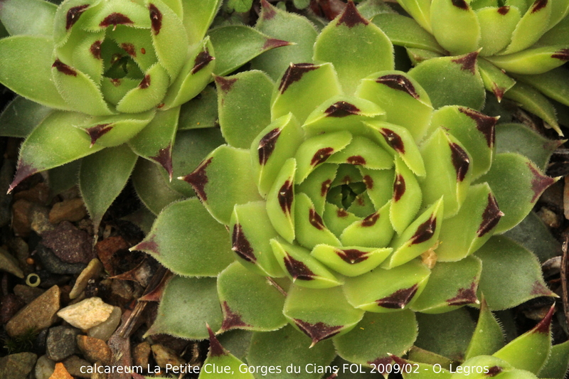 calcareum from La Petite Clue