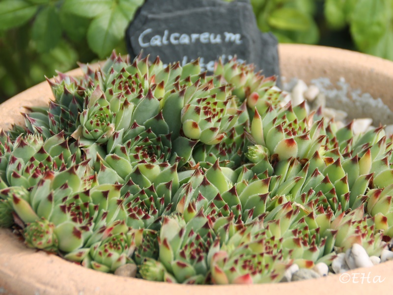 calcareum from Madone d'Utelle