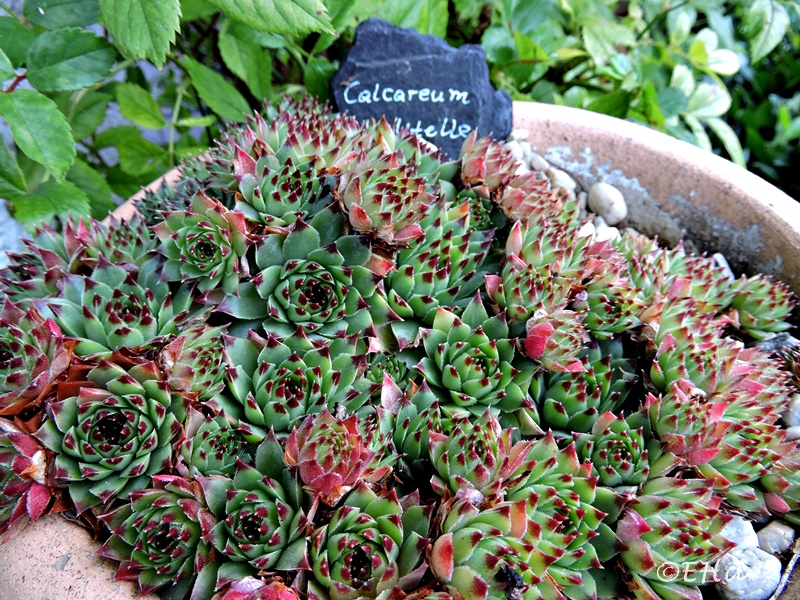 calcareum from Madone d'Utelle