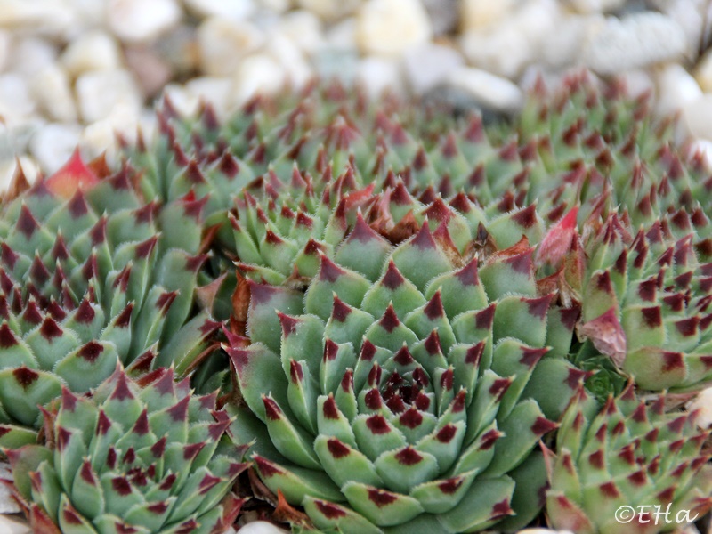calcareum from Madone d'Utelle