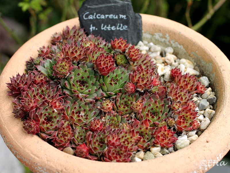 calcareum from Madone d'Utelle
