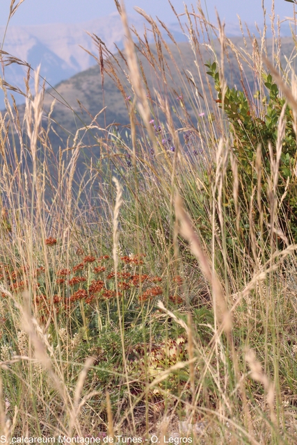 calcareum from Montagne de Tunes