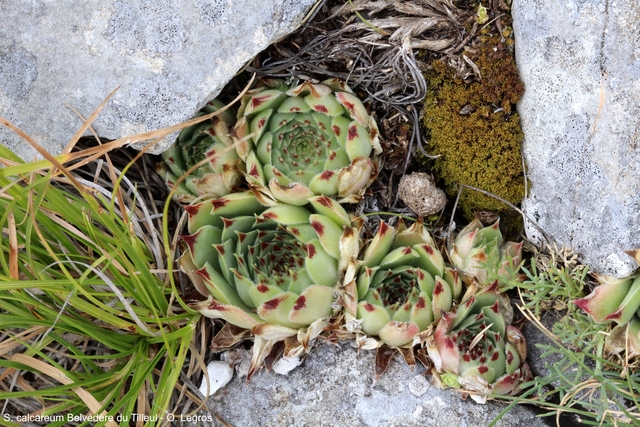 calcareum from Route des crêtes au Belvédère du Tilleul