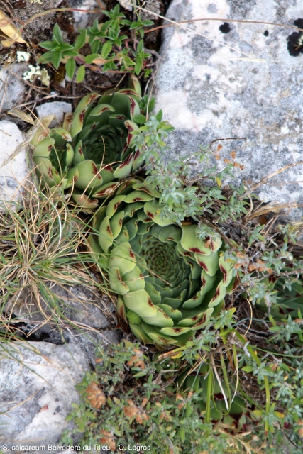 calcareum from Route des crêtes au Belvédère du Tilleul
