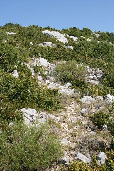 calcareum from Route des crêtes au Belvédère du Tilleul