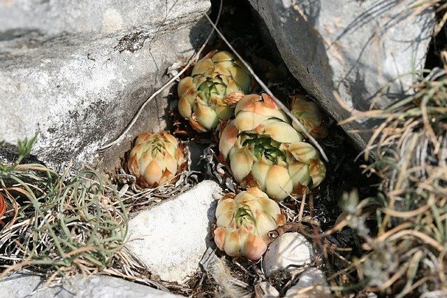 calcareum from Route des crêtes au Belvédère du Tilleul