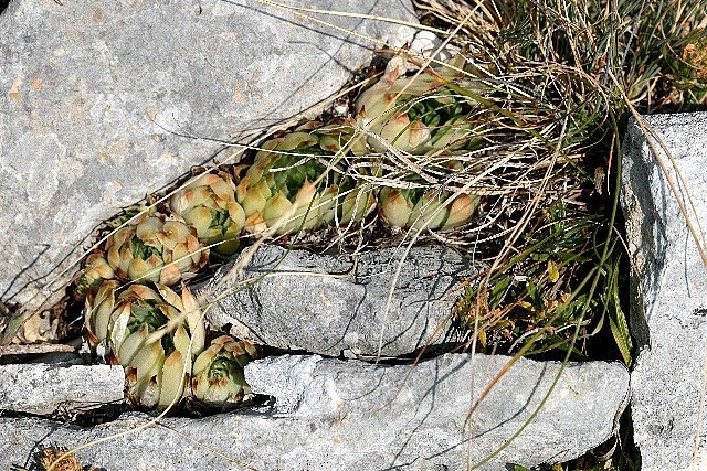 calcareum from Route des crêtes au Belvédère du Tilleul